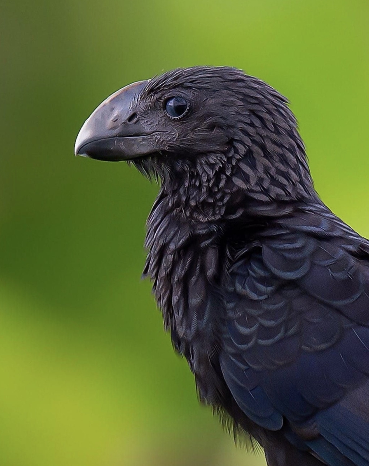 interestingfacts343_042