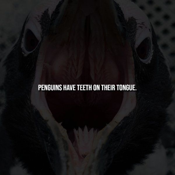 interestingfacts344_005