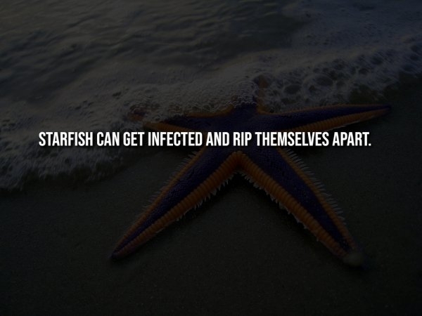 interestingfacts344_013