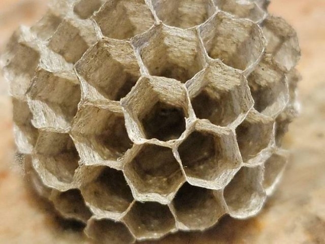 naturephotos33_012