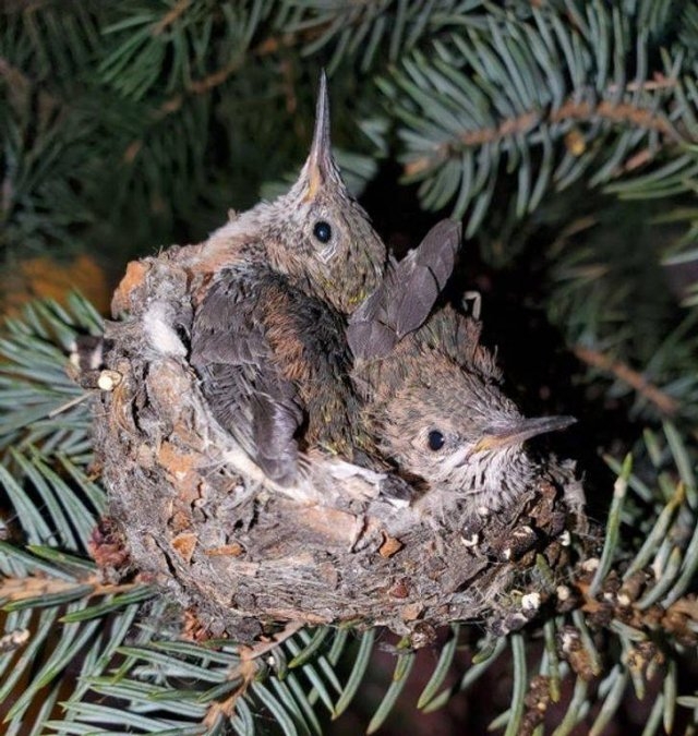 naturephotos33_025