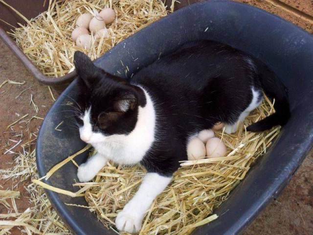 randompics1953_078