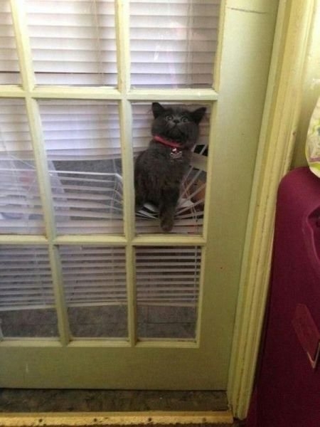 funnyanimals181_002