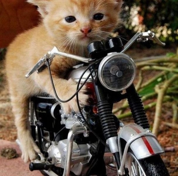 funnyanimals181_003