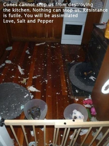 funnyanimals181_006
