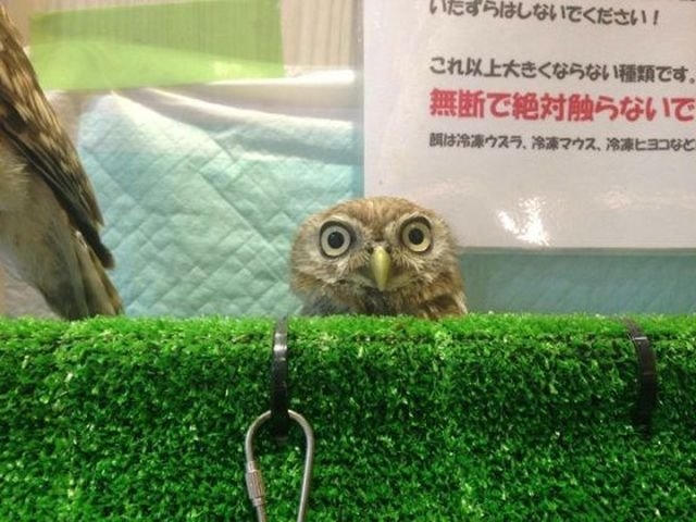 funnyanimals181_007