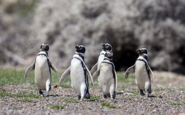 funnyanimals181_008