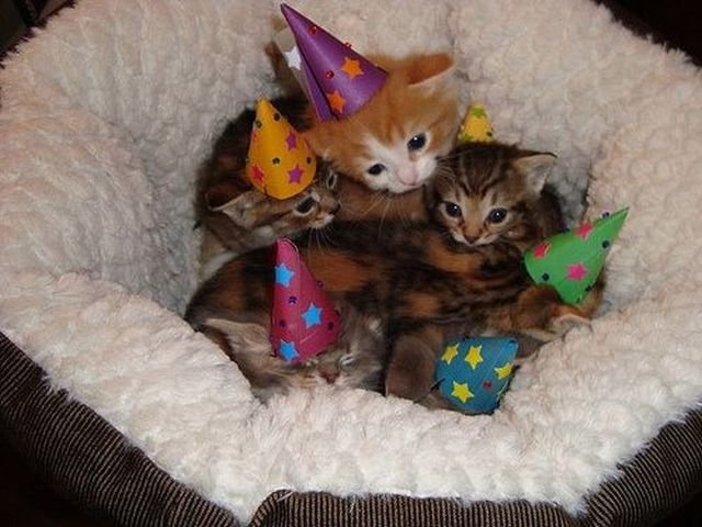 funnyanimals181_009
