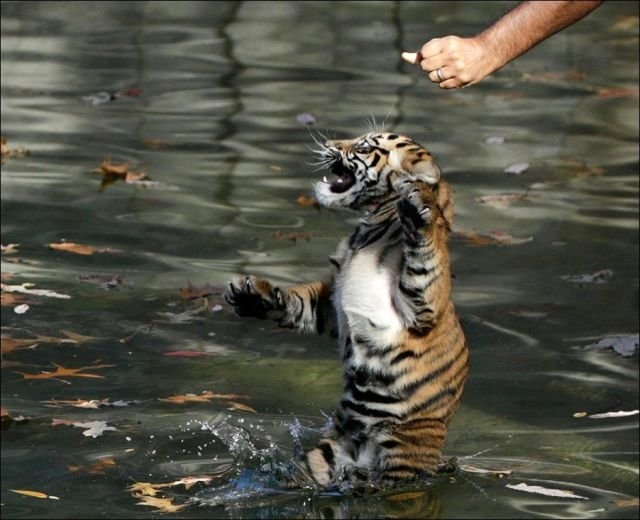 funnyanimals181_010