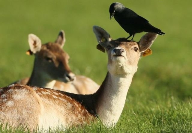 funnyanimals181_012