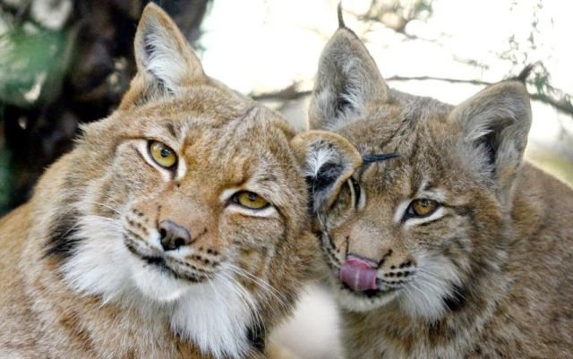 funnyanimals181_013