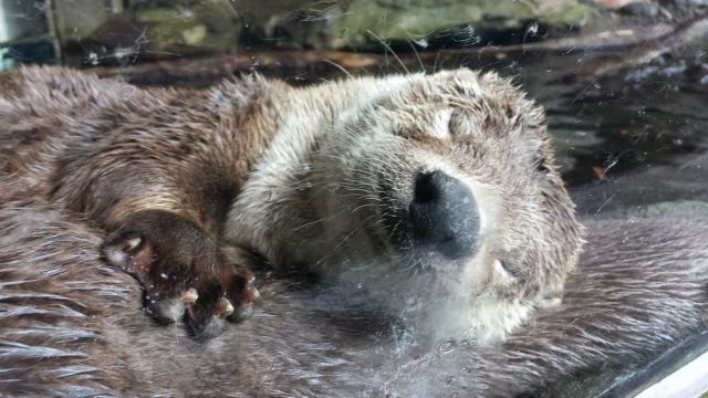 funnyanimals181_015