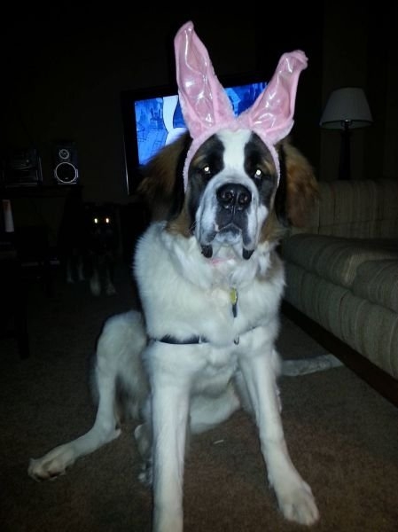 funnyanimals181_016