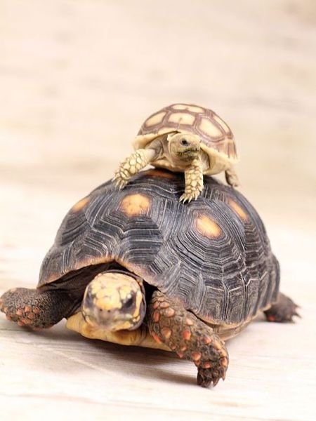 funnyanimals181_017