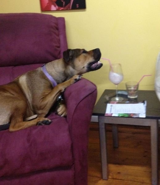 funnyanimals181_018
