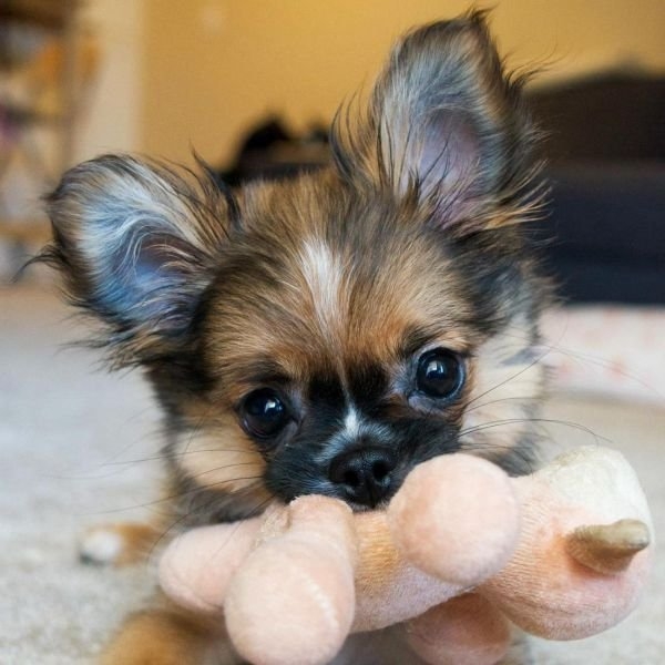funnyanimals181_019