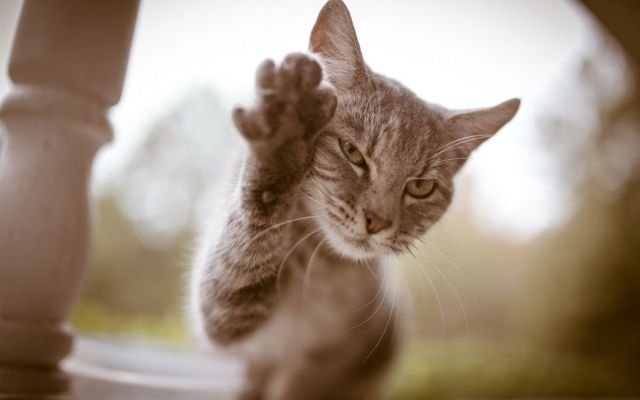 funnyanimals181_020