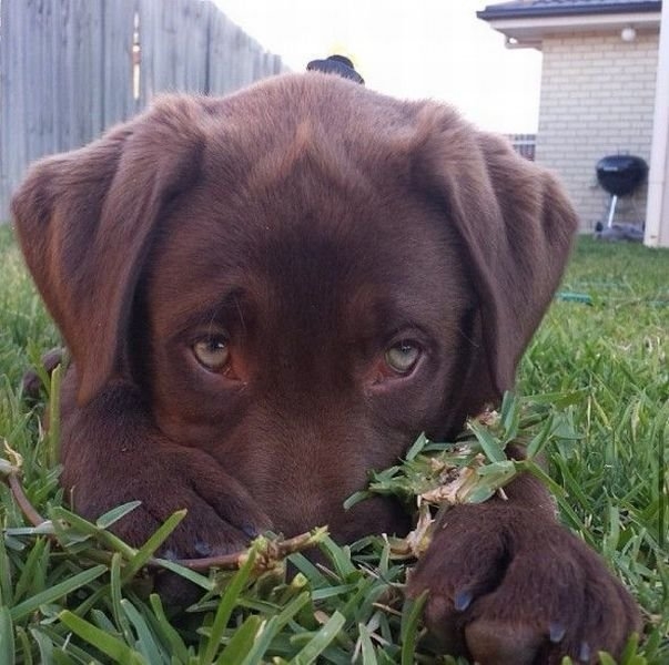 funnyanimals181_022