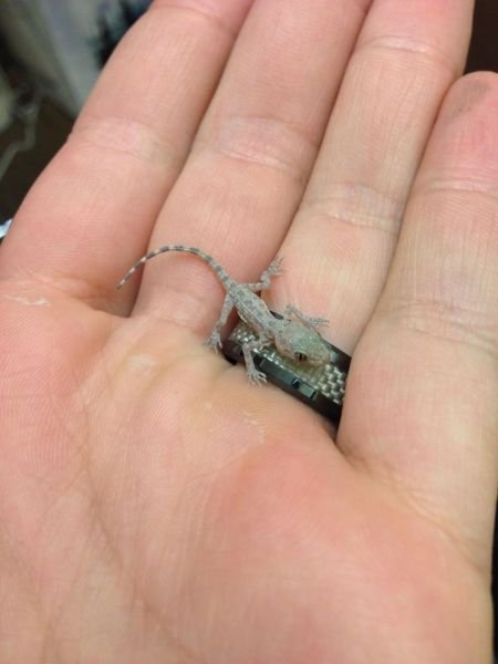 funnyanimals181_024