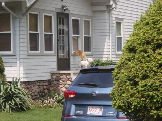 funnyanimals181_025
