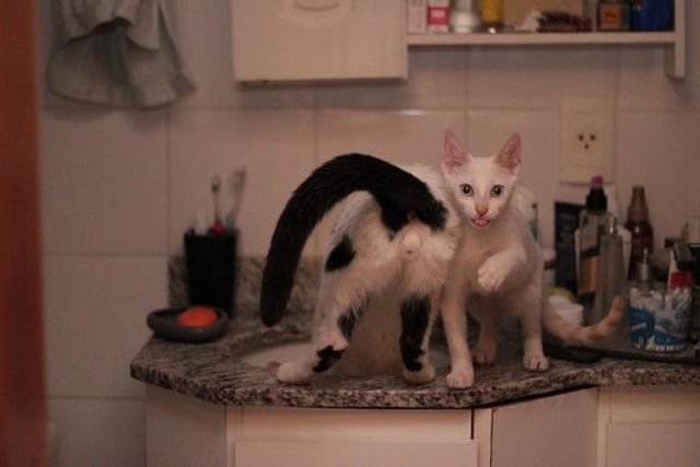 funnyanimals181_027