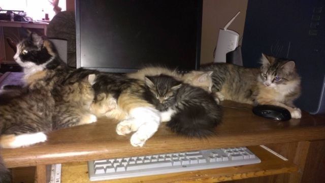 funnyanimals181_028
