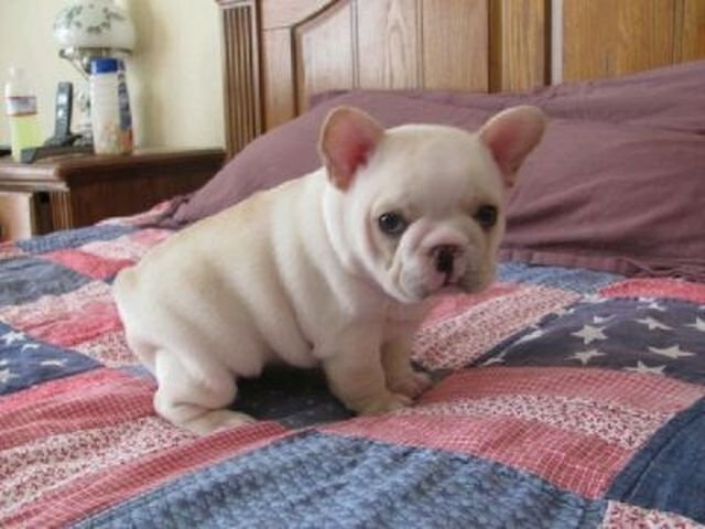 funnyanimals181_029