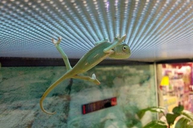funnyanimals181_030
