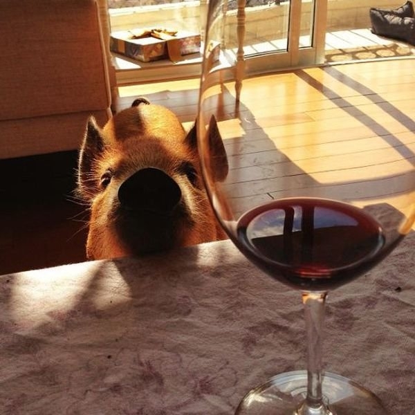funnyanimals181_031