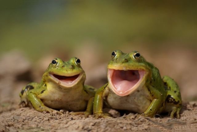 funnyanimals181_032