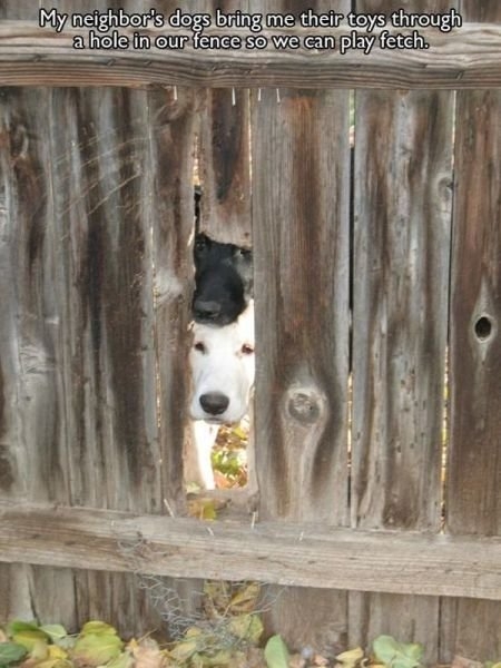 funnyanimals181_033