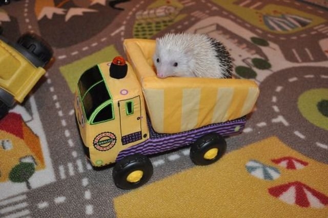 funnyanimals181_034