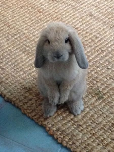 funnyanimals181_035