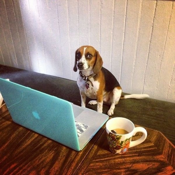 funnyanimals181_036