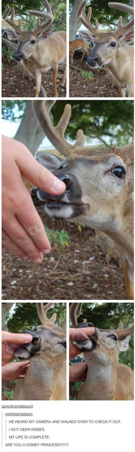 funnyanimals181_037