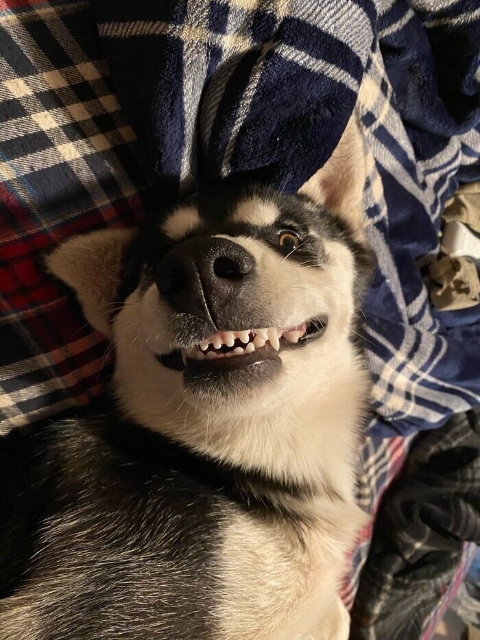 funnyanimals181_038