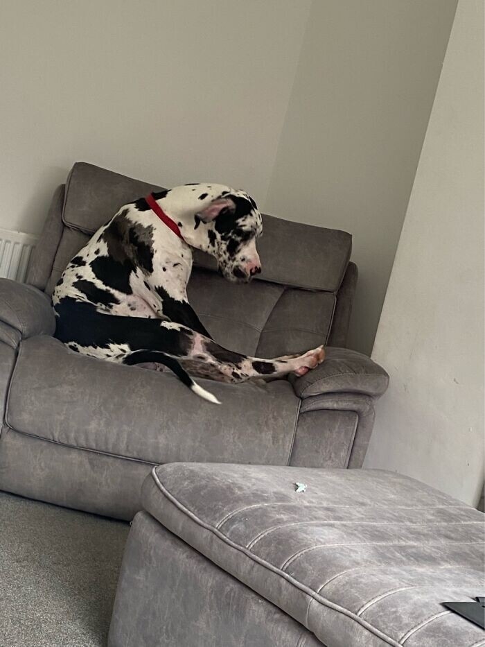 funnyanimals181_039