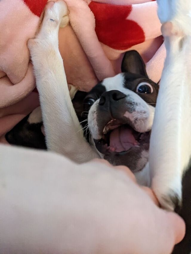 funnyanimals181_040