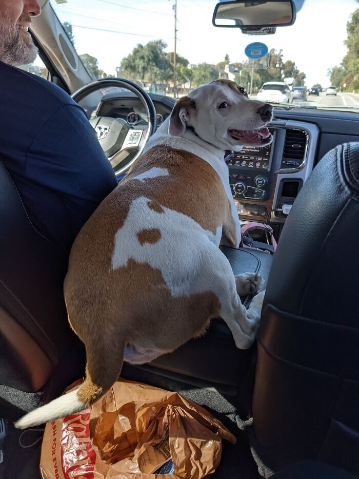 funnyanimals182_002