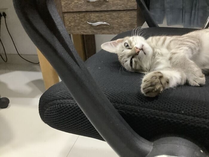 funnyanimals182_003