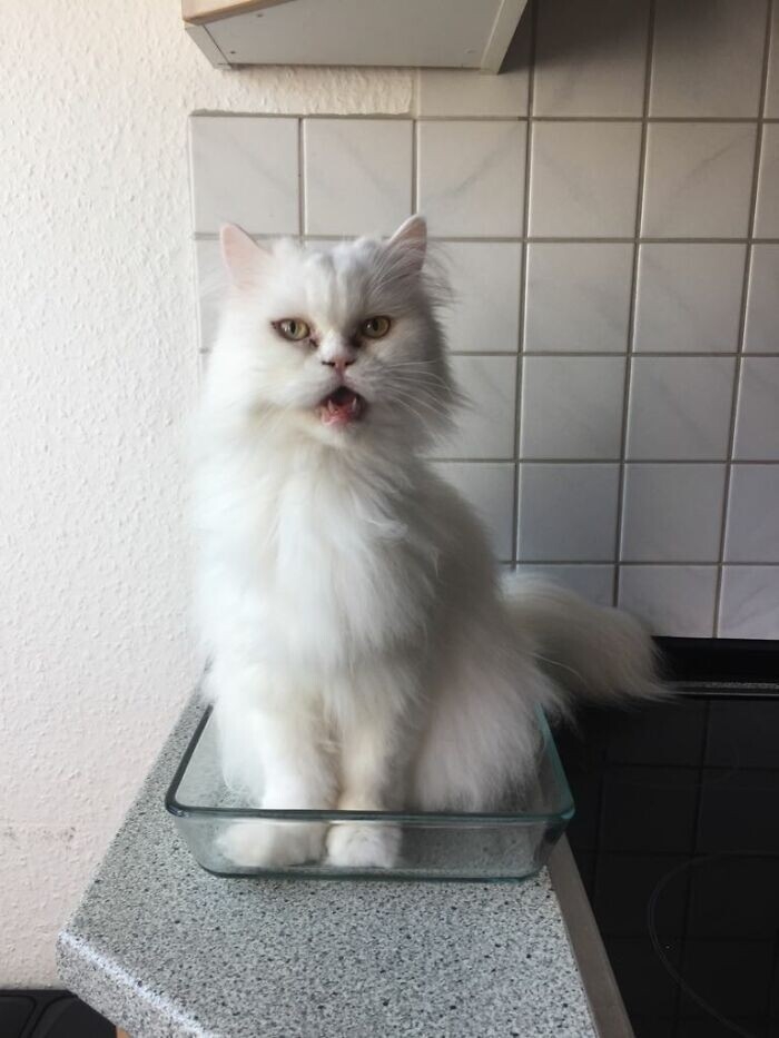 funnyanimals182_004