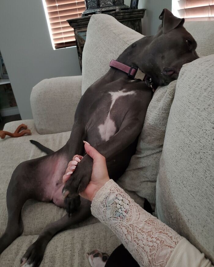 funnyanimals182_005