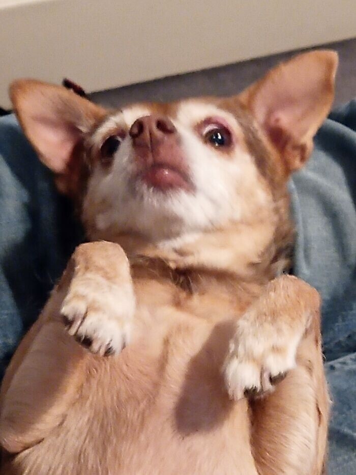 funnyanimals182_008