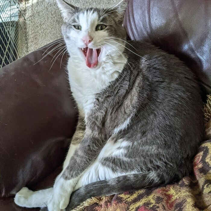 funnyanimals182_009