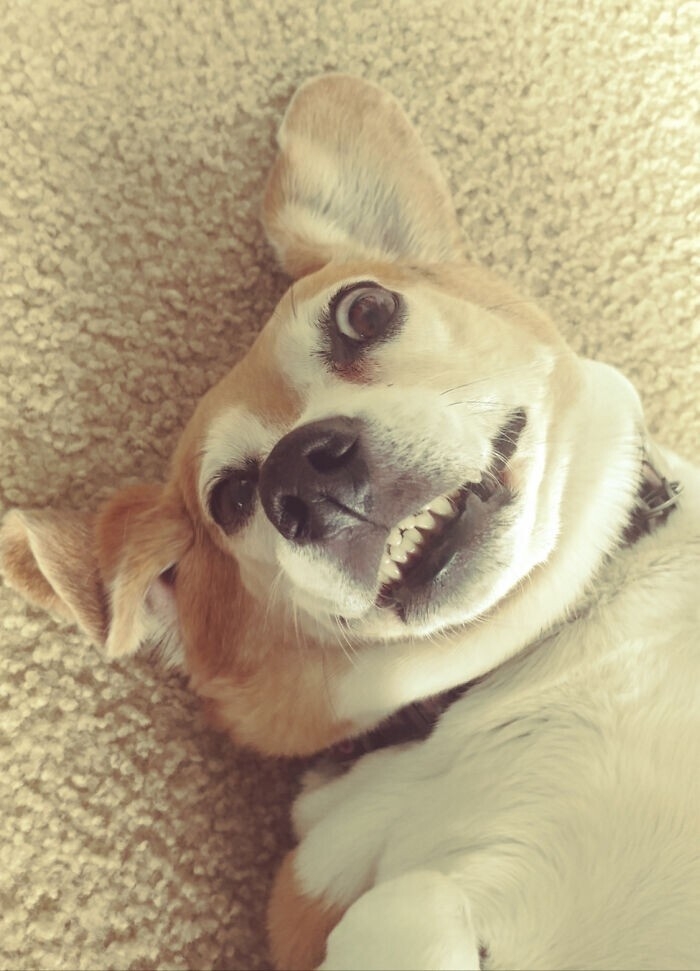 funnyanimals182_010
