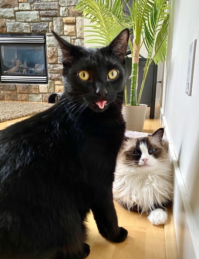 funnyanimals182_011