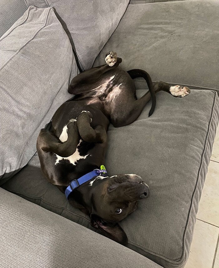 funnyanimals182_013