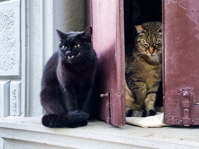 funnyanimals182_014