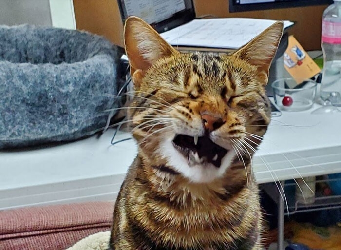 funnyanimals182_017