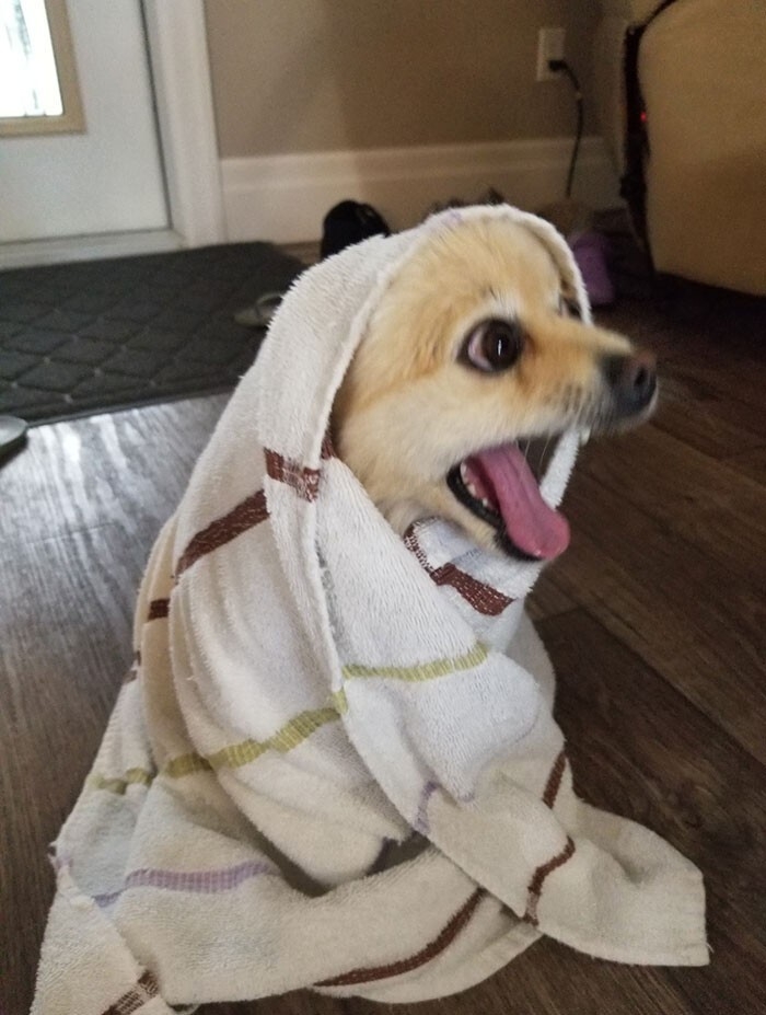 funnyanimals182_018